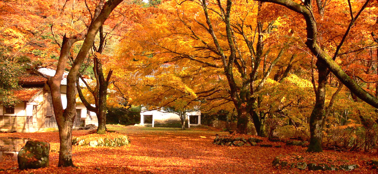 【金秋紅葉】山陰山陽  飛龍漫舞天橋立・紅葉隧道鰐淵寺・  楓玩山陰山陽７天