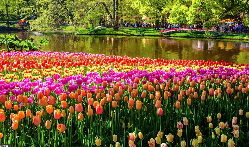 <長榮直飛>  花現荷蘭~荷比法雙宮傳奇、羊角村、鬱金香花園綻放10日 